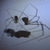 :iconBugProductions: