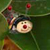 :iconbugs-design:
