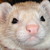:iconbugsandbears: