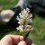 :iconbuildingmydreams: