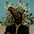 :iconbukneverdidthis: