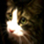 :iconbulentcebi: