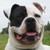 :iconbulldog2011: