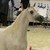 :iconbulle246: