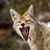 :iconbulletproofcoyote:
