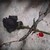 :iconbulletsembrace: