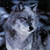 :iconbulletsponge95: