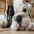 :iconbulliebonanza: