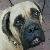 :iconbullmastifffans: