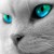 :iconbullyn: