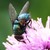 :iconbumblefuzz: