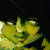 :iconbumling: