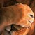 :iconbundius: