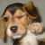 :iconbundles-of-fun: