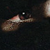 :iconbunguer: