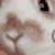 :iconbunnacious-one: