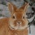 :iconbunnies-with-beards: