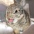 :iconbunnigirl74: