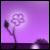 :iconBunniStarr: