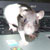:iconbunny-summers: