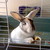 :iconbunny1238: