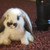 :iconbunny361: