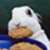 :iconbunnybiscuit: