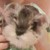:iconbunnychikit: