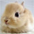 :iconbunnyfetishplz: