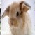 :iconbunnyfluffyluv: