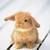 :iconbunnylaura95: