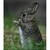 :iconbunnypwn: