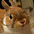 :iconbunnysprinkle: