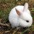 :iconbunnyz13:
