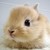 :iconbunnzy-121: