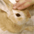 bunpetplz :iconbunpetplz: