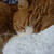 :iconburgundy-bear: