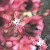 :iconburgundyrose: