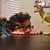 :iconburnedbyburton: