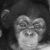 :iconburningchampa: