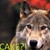 :iconburningwolfsoul: