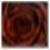 :iconburnt-rosette: