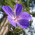 :iconburntfossil: