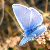 :iconburnwillows: