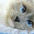 :iconburoxart: