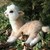:iconbush-llamawannabe24: