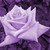 :iconbushman23: