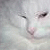 :iconbusterpus: