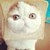 :iconbutter-nut-sandwich: