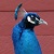 :iconbutteredgreenduck: